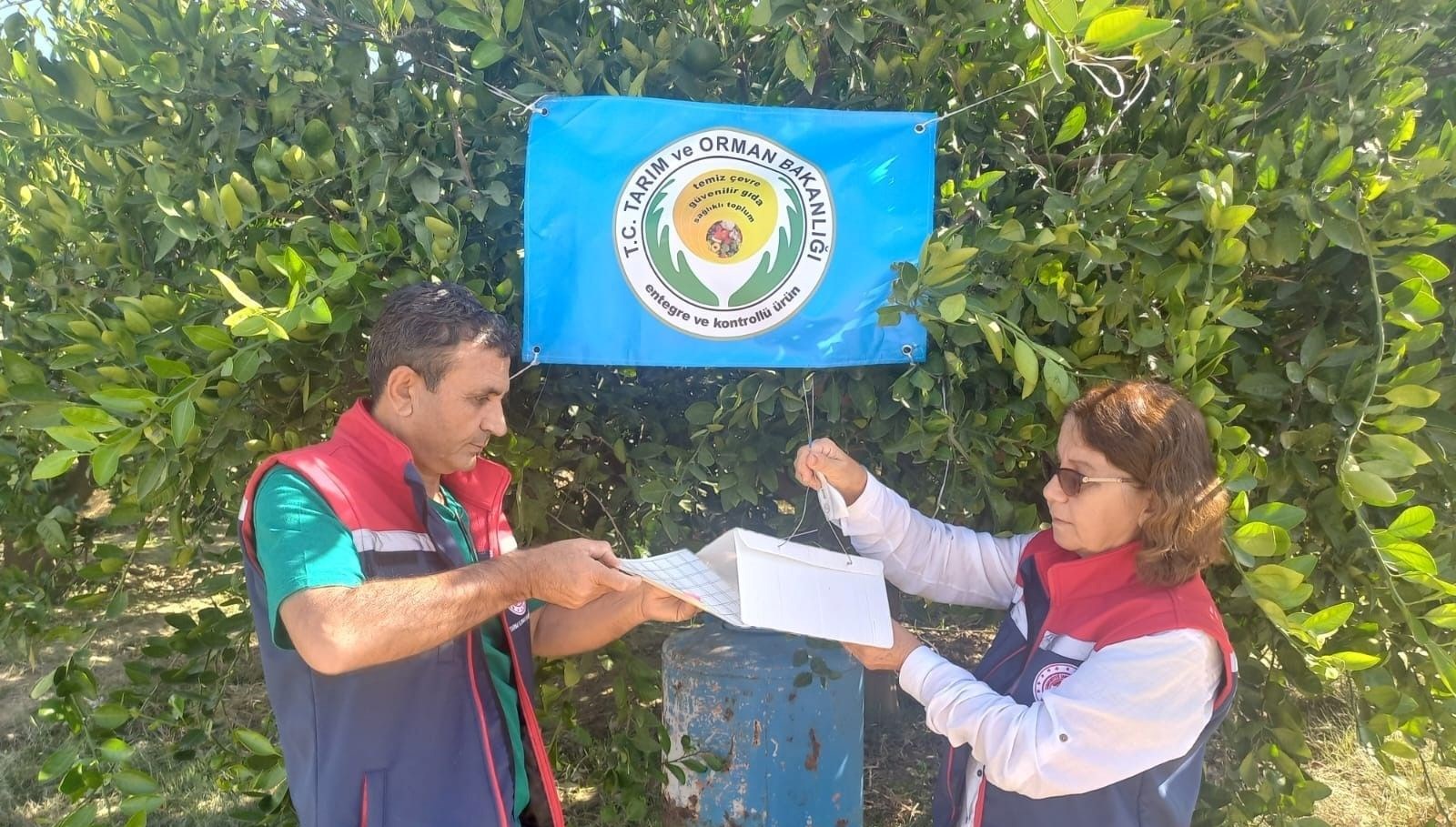 aydinda akdeniz meyve sinegi ile mucadele zpAS33rs