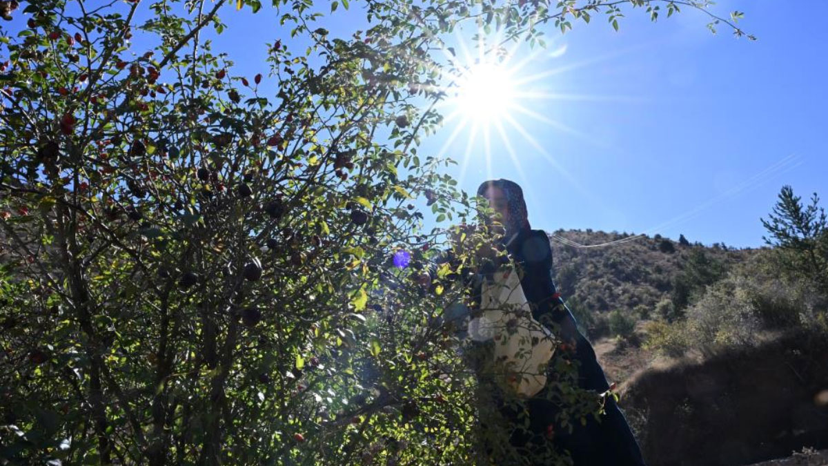 dikenli gul icin zorlu yolculuk basladi 2 gun suruyor uAFEcARl