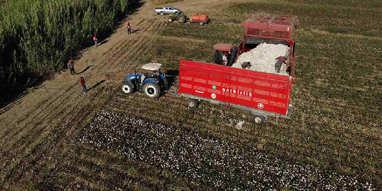 40 bin dekar alanda uretiliyor beyaz altin olarak biliniyor aF5XNg2B.jpg