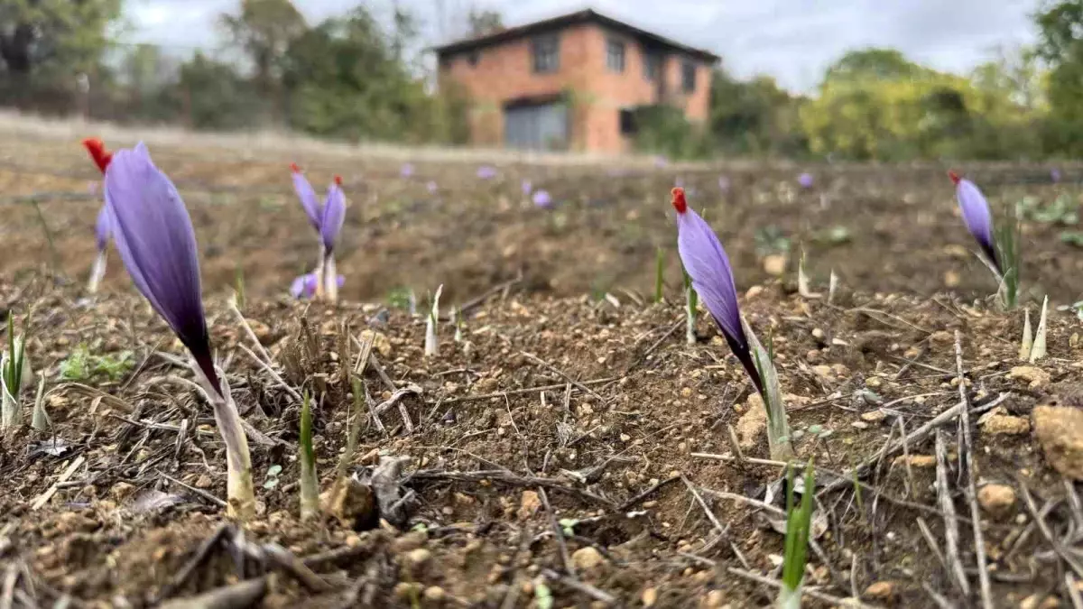 karabukte dunyanin en pahali baharati safran erken cicek acti uiVTfyEj.jpg