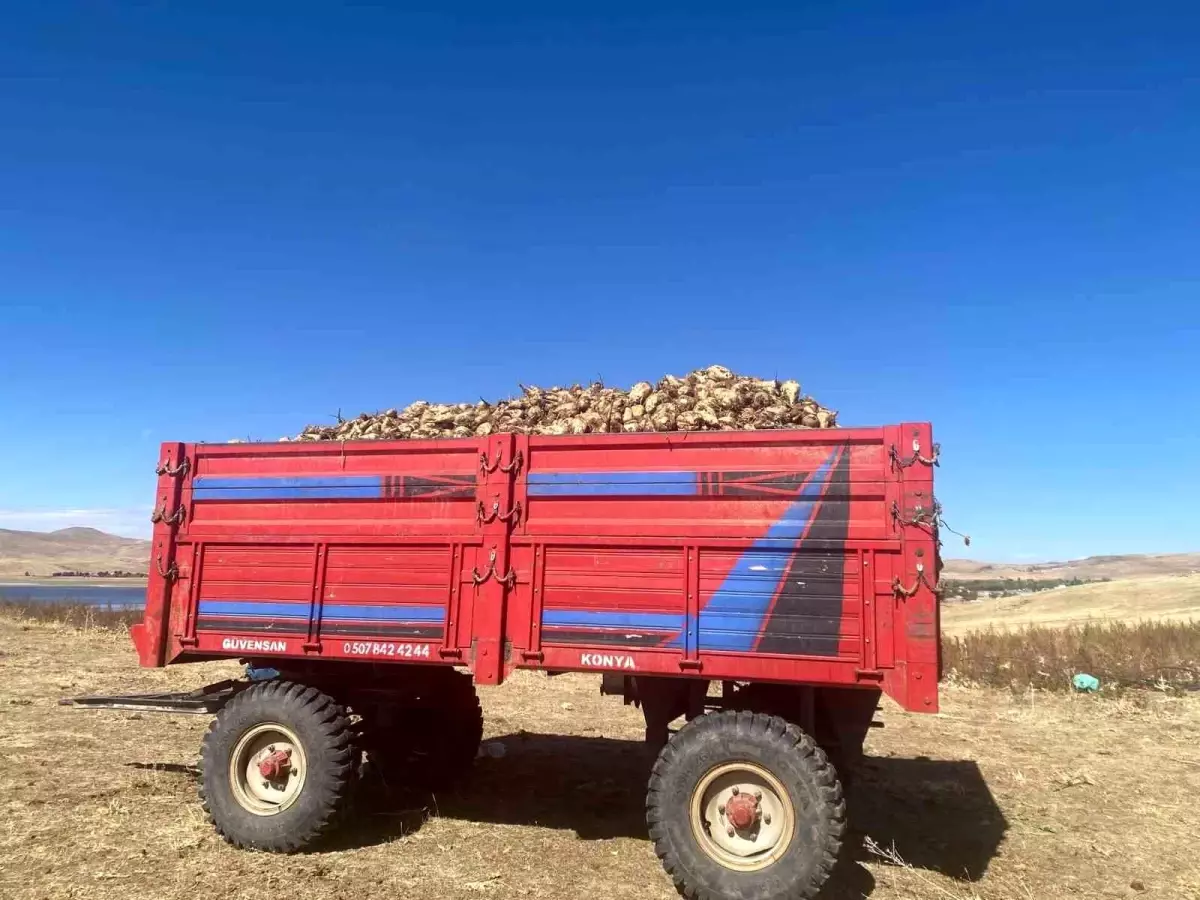 patnosta seker pancari hasadi basladi cgfFFEet.jpg