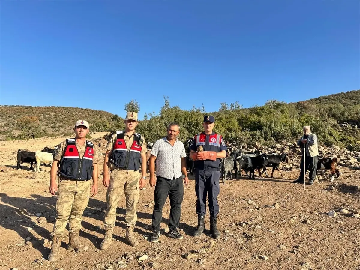 yarali kerkenez kusu koruma altina alindi jpcJk5QS.jpg