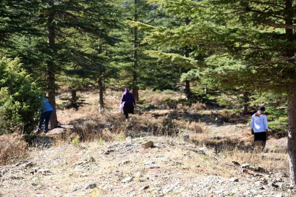 adanada sedir mantarina talep artiyor beyaz altin ihracata acildi T2DLhbzc.jpg