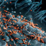 Lujo Virüsü: %80 Ölüm Oranıyla Gizli Tehlike