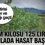 Yarim kilosu 125 liradan tarlada hasat basladi getirisi cayi ve findigi gecti cRKZGl7X